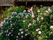 Alba- und Damaszenerrosen Alte Rosen in rosa und weiss